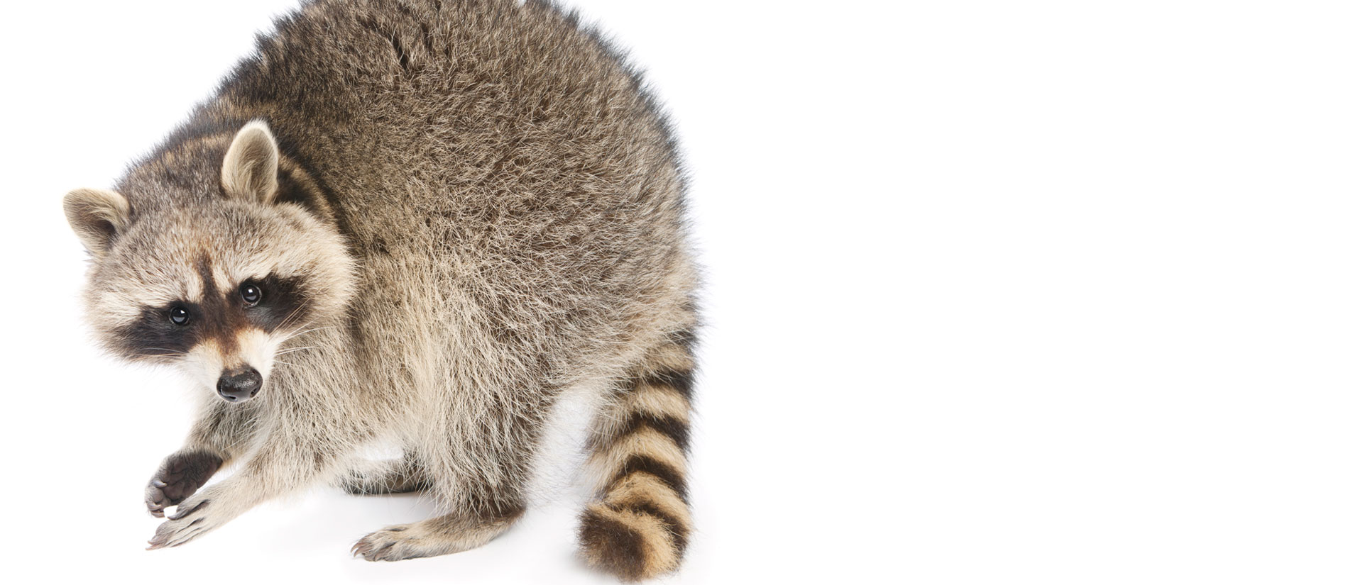 raccoon removal ottawa-gatineau