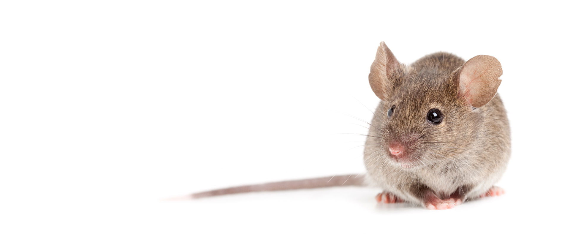 mice control ottawa-gatineau