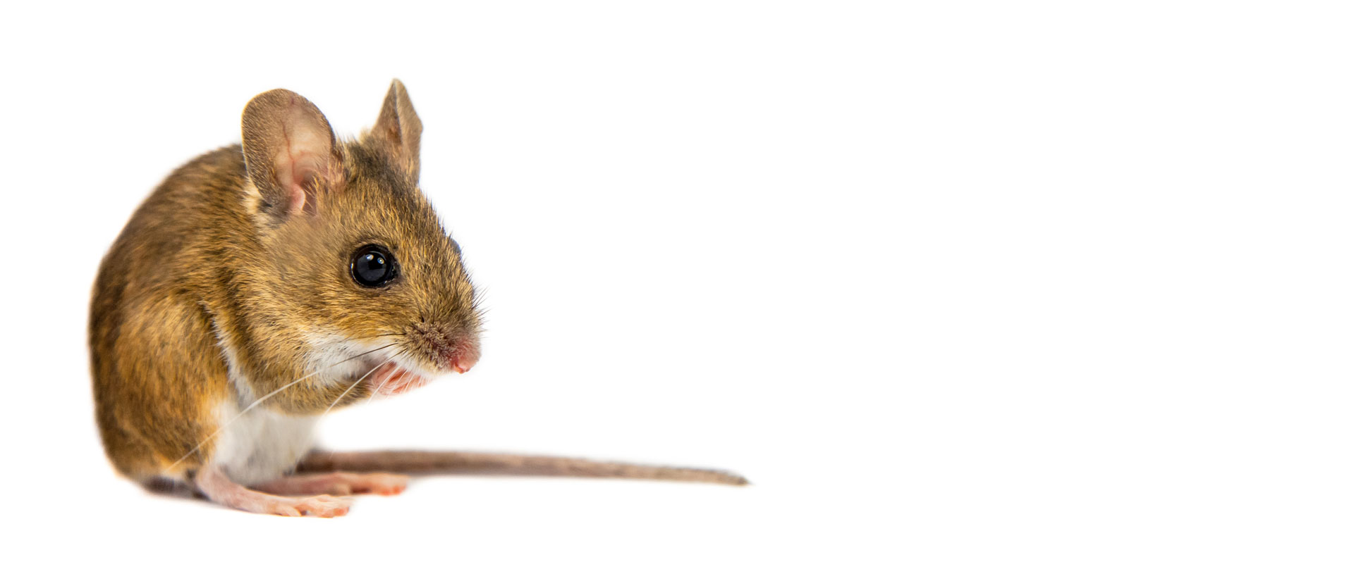 field mice control ottawa-gatineau